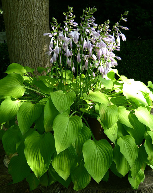 Hosta sieboldiana `August Moon`